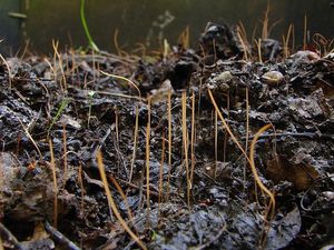 Paluška štíhlá - Typhula phacorrhiza