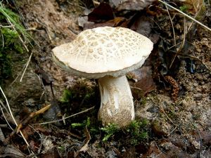 Klikni pro velký obrázek