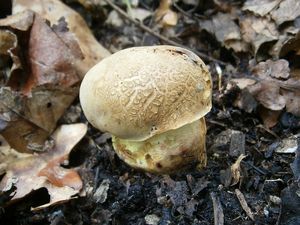 Klikni pro velký obrázek