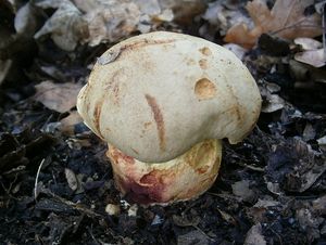 Klikni pro velký obrázek