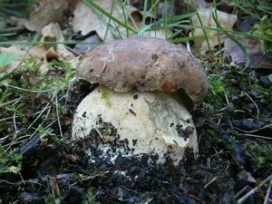 Klikni pro velký obrázek