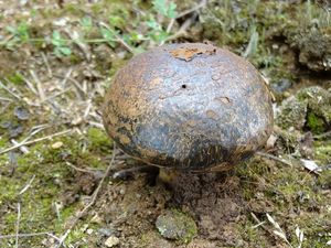 Klikni pro velký obrázek