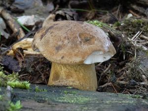 Klikni pro velký obrázek