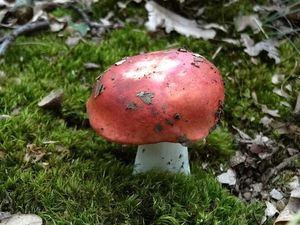 Klikni pro velký obrázek