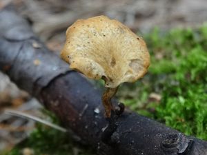 Klikni pro velký obrázek