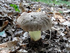 Klikni pro velký obrázek