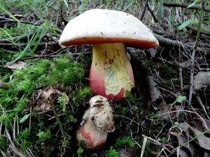 Klikni pro velký obrázek