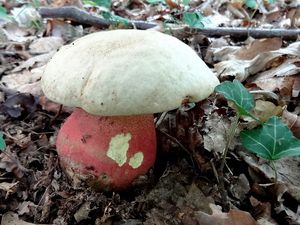 Klikni pro velký obrázek