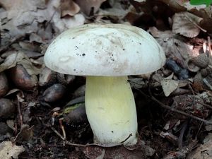 Klikni pro velký obrázek