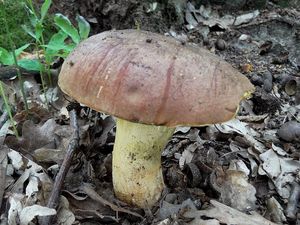 Klikni pro velký obrázek