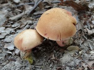 Klikni pro velký obrázek