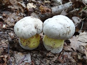 Klikni pro velký obrázek