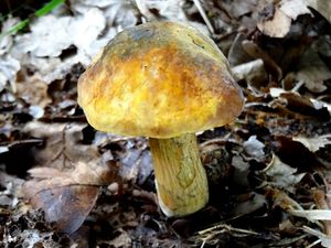 Klikni pro velký obrázek