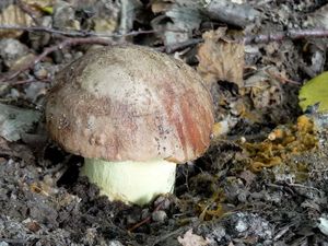 Klikni pro velký obrázek