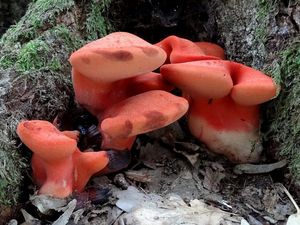 Klikni pro velký obrázek