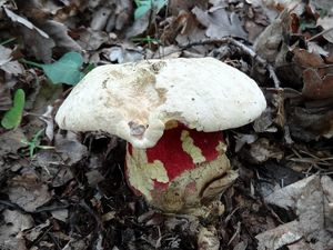 Klikni pro velký obrázek