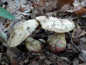 Klikni pro velký obrázek