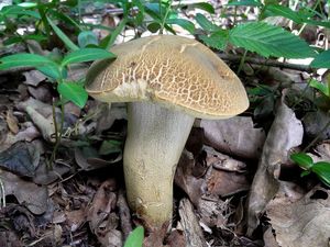 Klikni pro velký obrázek