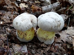 Klikni pro velký obrázek