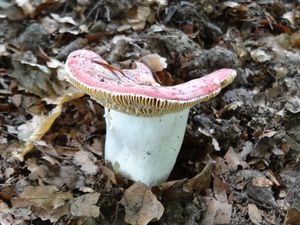 Klikni pro velký obrázek