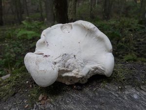 Klikni pro velký obrázek