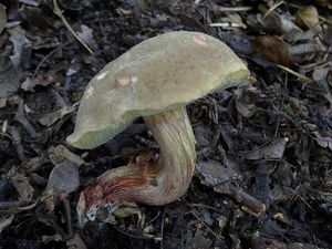 Klikni pro velký obrázek