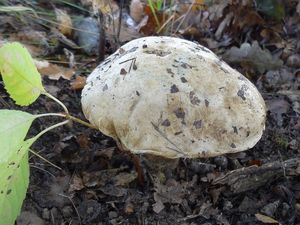 Klikni pro velký obrázek