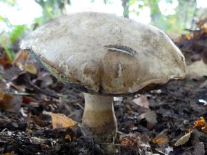 Klikni pro velký obrázek