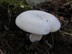 Klikni pro velký obrázek