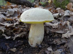 Klikni pro velký obrázek