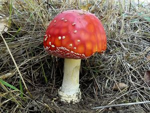 Klikni pro velký obrázek