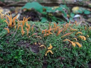 Krásnorůžek rohovitý - Calocera cornea (Batsch) Fr. 1827