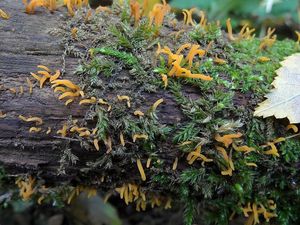 Krásnorůžek rohovitý - Calocera cornea (Batsch) Fr. 1827