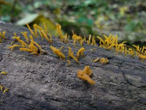 Krásnorůžek rohovitý - Calocera cornea (Batsch) Fr. 1827