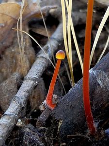 Klikni pro velký obrázek