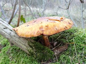 Klikni pro velký obrázek