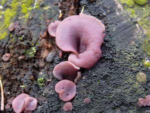 Klikni pro velký obrázek