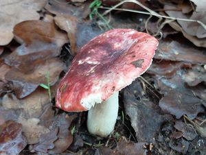 Klikni pro velký obrázek