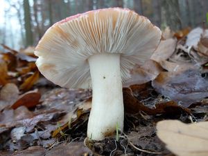 Klikni pro velký obrázek