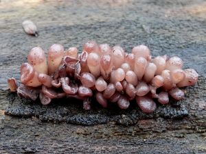 Klikni pro velký obrázek