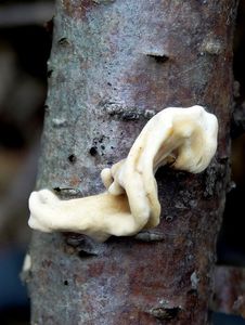 Klikni pro velký obrázek