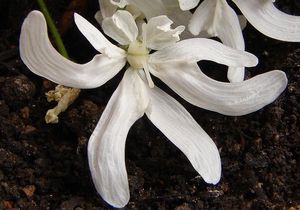 Bolševník velkolepý (Heracleum mantegazzianum)