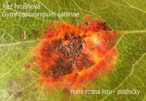 Hrušeň obecná (Pyrus communis)