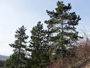 Borovice černá (Pinus nigra)