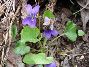 Violka vonná  (Viola odorata)