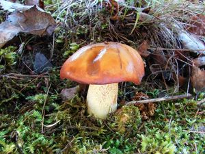 Klikni pro velký obrázek