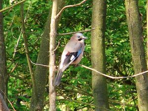 Klikni pro velký obrázek