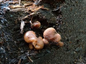 Klikni pro velký obrázek