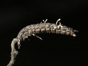 Housenice střevlíková - Cordyceps entomorrhiza