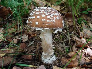 Klikni pro velký obrázek